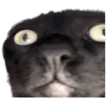 Sticker black-cat wp-image-92